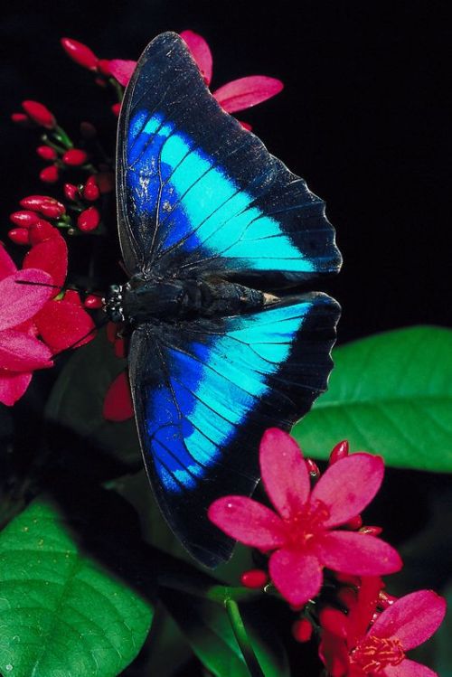 blue butterfly blue butterfly